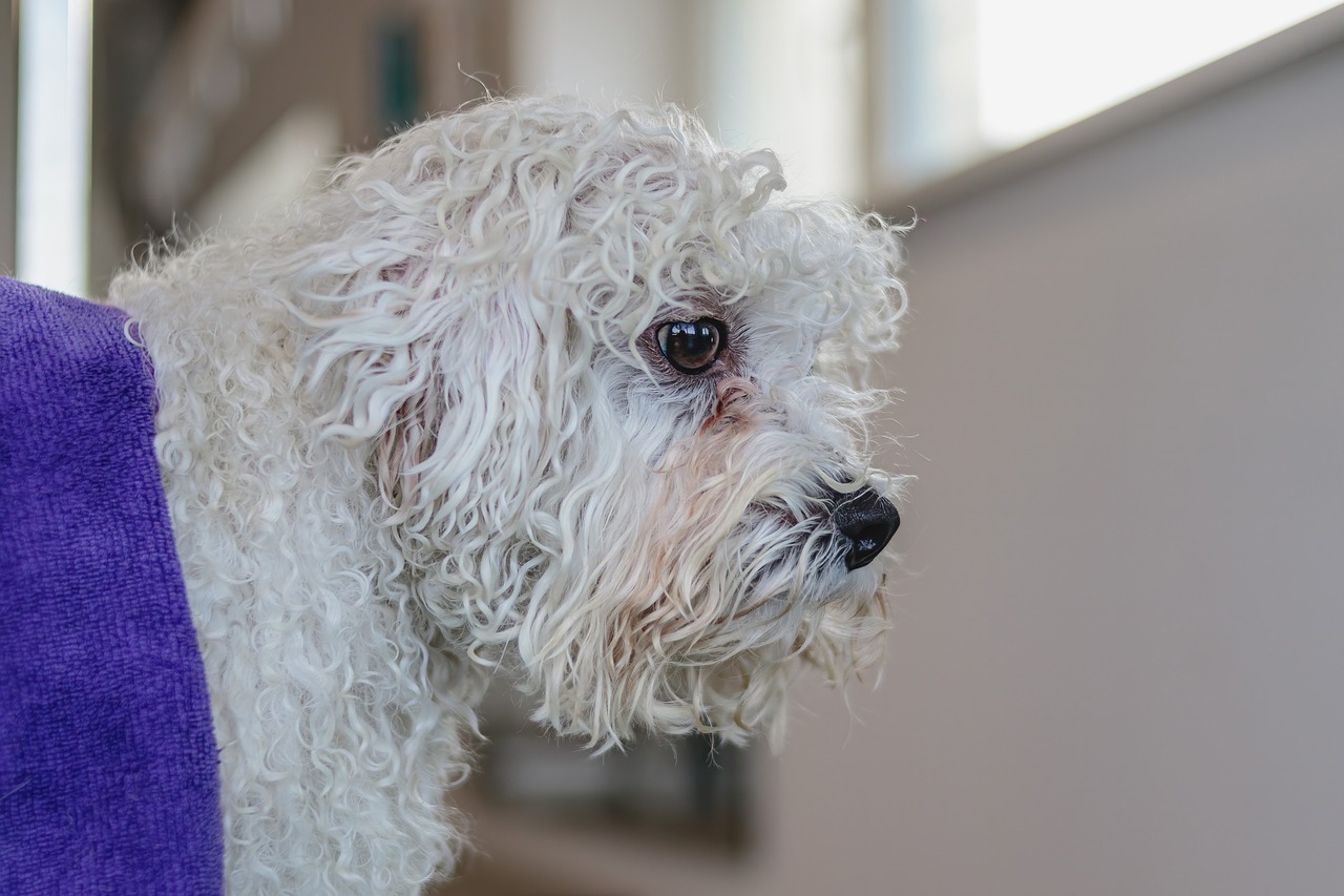 The Benefits of Routine Grooming for Pet Health